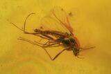 Fossil Dance Fly (Empididae) & Diptera In Baltic Amber #81732-4
